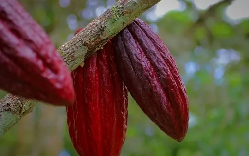 Connecting With Spirit Of Cacao