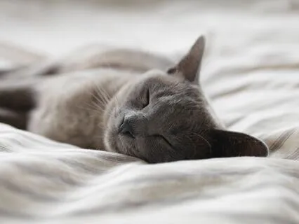 Connecting With The Body For Sleep