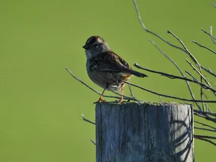 Connecting with the higher self