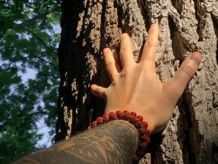 Connecting With Trees