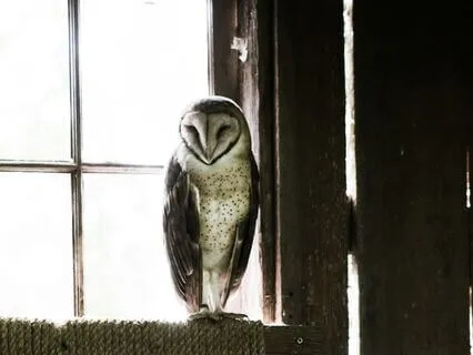 Connecting With Wise Mind