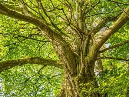 Connecting With Your Ancestors Meditation