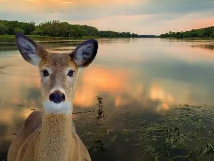 Connecting With Your Animal Companion