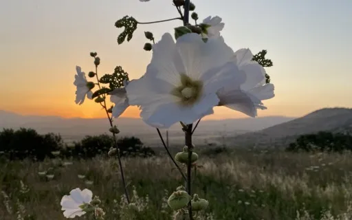 Connecting With Your Guides