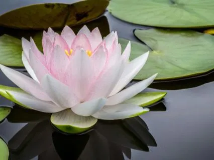 Connecting With Your Inner Healer