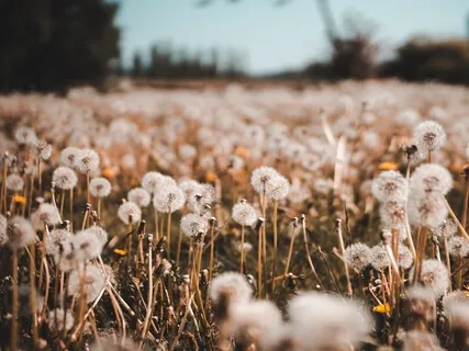 Connecting With Your Lineage Of Care