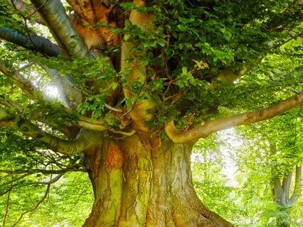 Connecting With Your Wise One