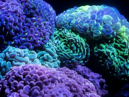 Connection & Compassion