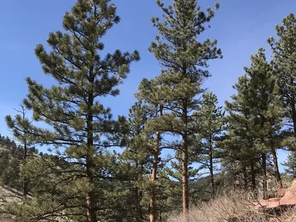 Connection To The Love of Life (Daily Practice)