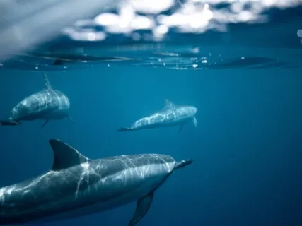 Connection With The Balance Of Universe (528Hz)