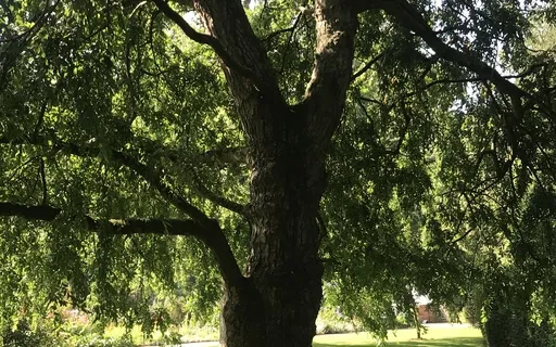 Connective Breathing Breath Practice