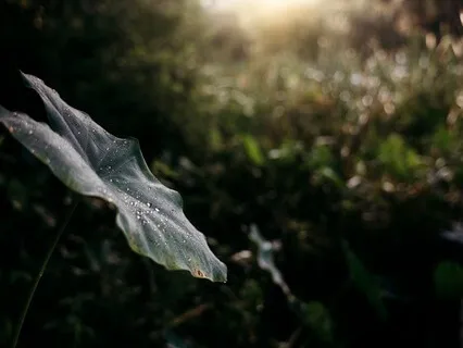 Conquer Anxiety Naturally: Long-Term Inner Stillness