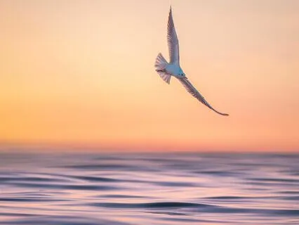 Conscious Aging: Seeing Beauty