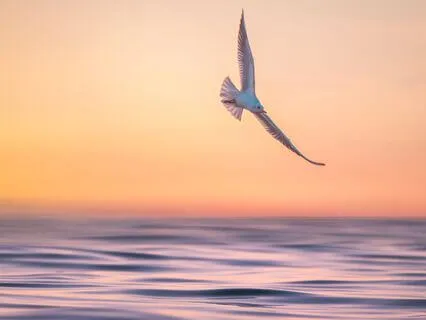 Conscious Aging: Turning Toward The Sun