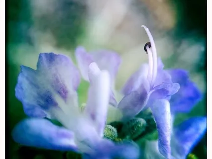 Conscious Breath Guided Meditation