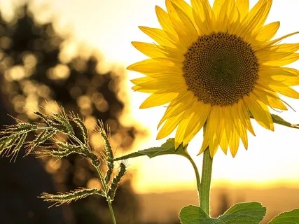 Box Breathing Technique For Stress Relief
