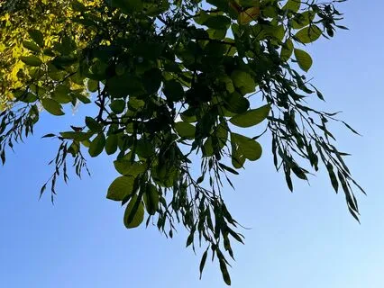 Conscious Breathing And Energy Flow