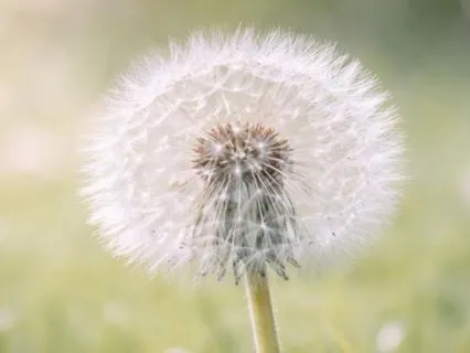 Conscious Breathing Meditation