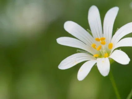 Conscious Breathing Short Guided Meditation