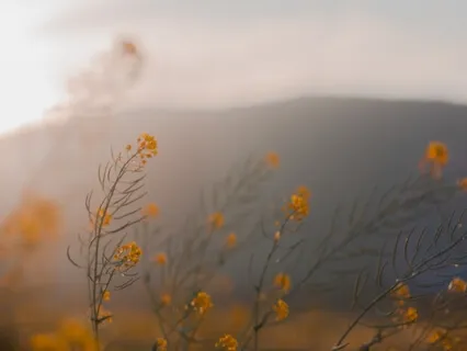 Conscious Communication: Listening With Your Whole Heart