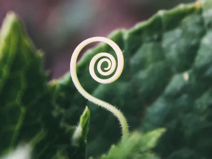 Conscious Cycling: Menstruality + Menstrual Cycle Awareness