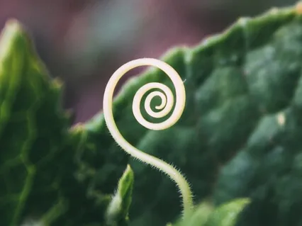 Conscious Cycling: The Luminaries