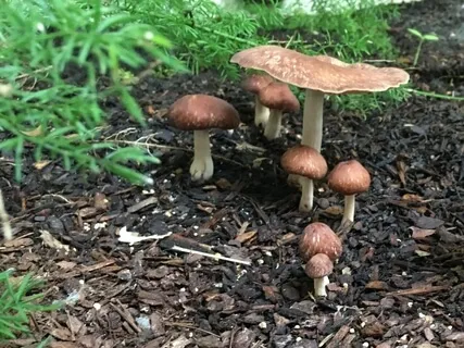 Consciously Reconnecting With Your Spirit Animal Guide