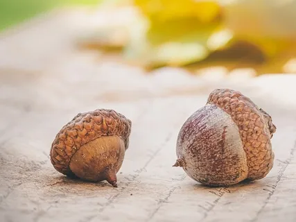 Consider The Acorn