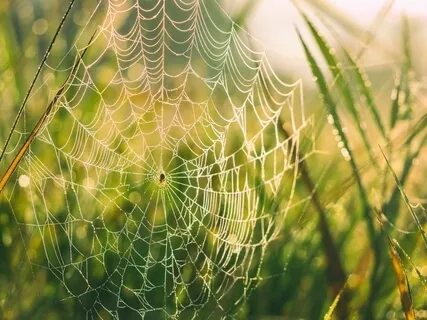 Consider The Cobwebs