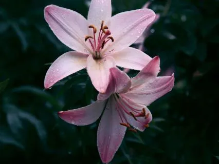 Consider The Lilies (Release Worry And Trust God)