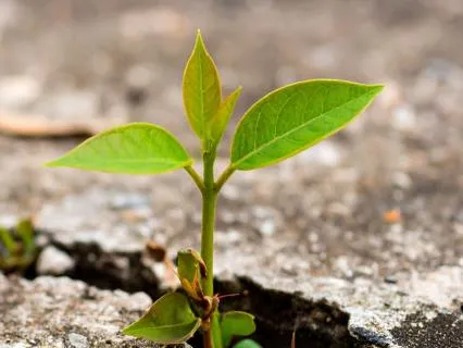 Contemplating A Breakthrough - Tao Wisdom - I-Ching 43