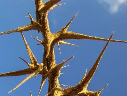 Contemplating Difficulties: Tao Wisdom - I-Ching 39