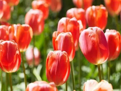 Contemplating Enthusiasm - Tao Wisdom - I-Ching 16