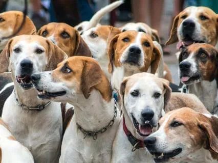 Contemplating Family: Tao Wisdom - I-Ching 37