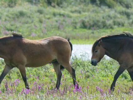 Contemplating 'Following' - Tao Wisdom - I-Ching 17