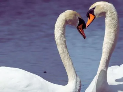 Contemplating Love - Tao Wisdom - I-Ching 31