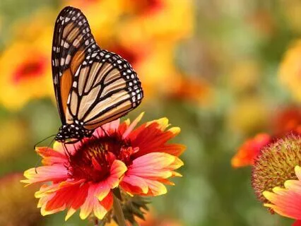 Contemplating 'Returning': Tao Wisdom - I-Ching 24