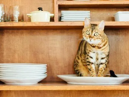 Contemplating Shame With Self-Compassion