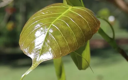 Contemplating Uncertainty ('Anicca')