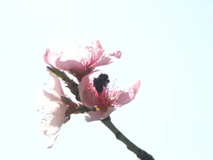 Contemplation Around Bees And Balance At Spring Equinox 