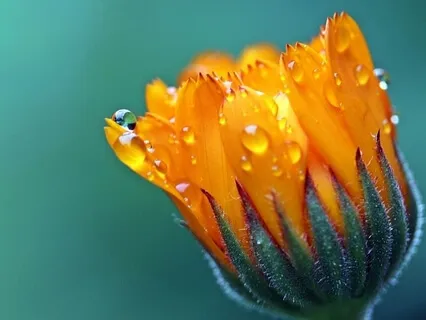 Contemplation Before Eating