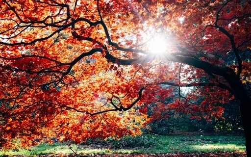 Contemplation For Death & Life Guided Meditation