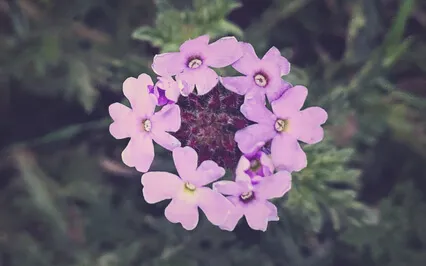 Contemplations For Aliveness