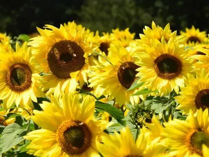 Contemplative Meditation For Higher Seeker