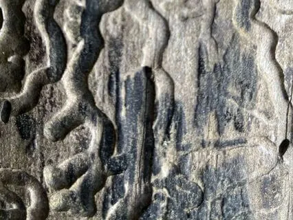 Contemplative Pause- 2 B.A.R.S