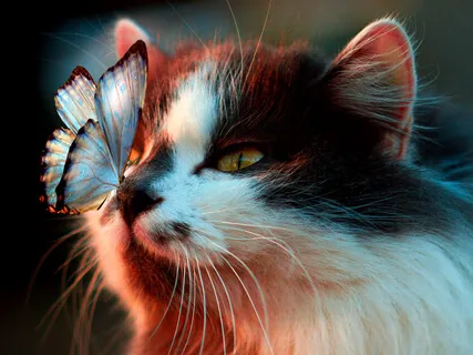 Content - Calming Binaural Music For Anxiety Relief With Cat Purring & Violin