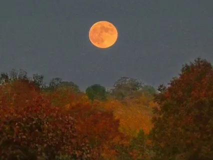 Content In The Center: Exploring The Buddha's Middle Way