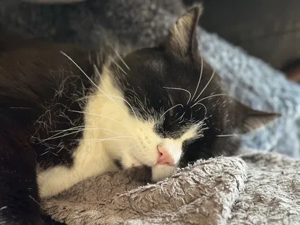 Content Purring Cat - Winston’s Purr-fect Moment Of Bliss
