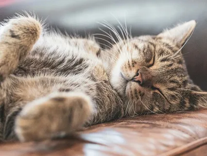 Contentment Is Wealth – Healing Harp Music With Purring Cat