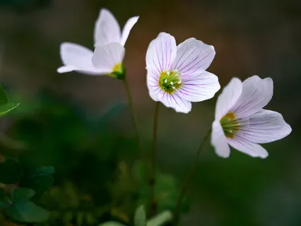 Contents Of Mind Are Either Painful Or Non-Painful